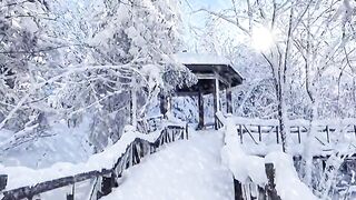 Snow falling a beautiful view