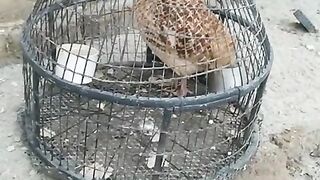 Do not pluck flo wers