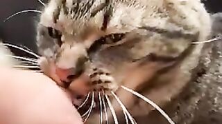 Cats bite their
