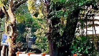 Damtua Resort (দামতুয়া রিসোর্ট), Alikadam, Bandarban (আলীকদম, বান্দরবান)