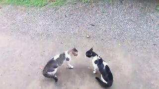Cats fighting sound