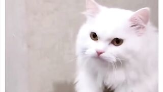 Kucing gemoy gemesin minta makan