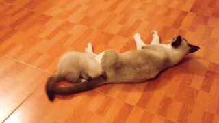 Title: "Paws of Playfulness: Hilarious Cat and Mom's Whimsical Adventures!"