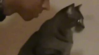Claws Out! This Cat's Shenanigans Will Have You ROFLing #cats