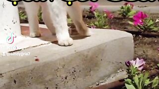 قطط مرحه