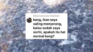 3 penyebab ikan lele SALING SERANG (kanibal) setelah DISORTIR