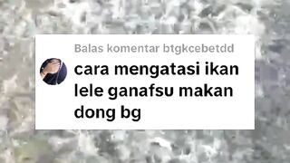 Bagaimana cara mengatasi ikan lele KURANG NAFSU MAKAN❓