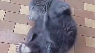 Don’t forget to water your bears