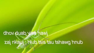 nkauj hmoob song ma son la