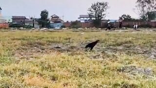 Bird of prey a bird