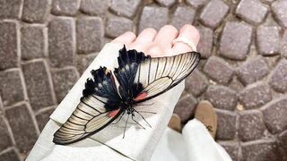 ويوم وداعنا فجرا