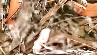 Cute little birds