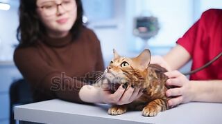 Male young vet examines heart of purebred Bengal cat using stethoscope❤