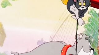 Funny animals cats