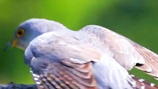 cuckoo singing