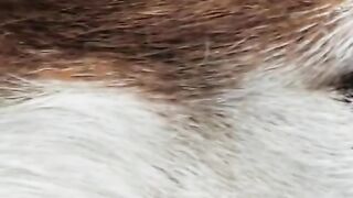 Husky Lovers
