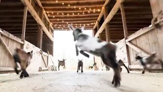 24 Curious goat kids!