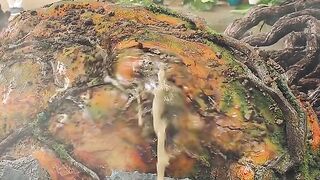 Movie clips