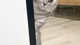 Video lucu
