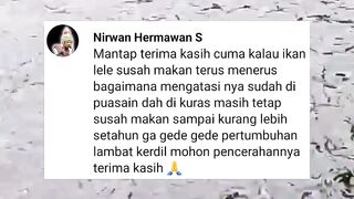 Ikan lele SUSAH MAKAN terus-terusan, sudah puasa, sudah ganti air, umur 1 tahun gak gede-gede