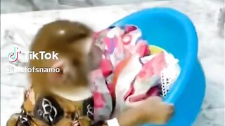 Monkey wach clothes