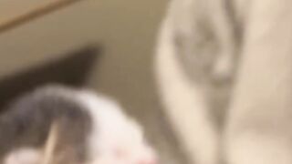 Gatico bb agresivo