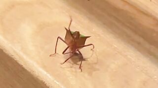 stink bug waving