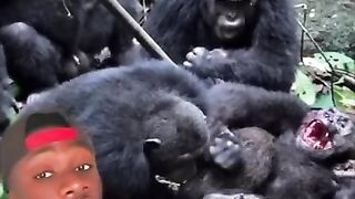 One Mistake and This Chimp Lost It All