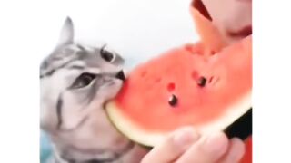 Gato come patilla