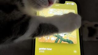 Cat listening to music while falling asleep - Goldenhour