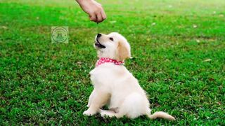 Dog | What dog food do vets not recommend?