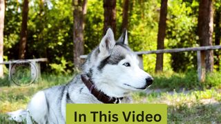 Bringing Home a Puppy | Things You Should NEVER Do To A Siberian Husky