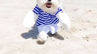 Funny video part 7