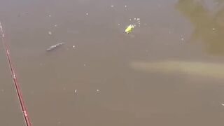 fishing fish
