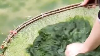Spirulina algae is a super food.