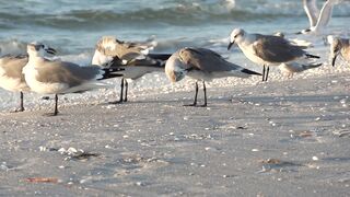 Seagulls