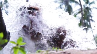 Goat parts cooking |Goat Heart |Goat liver | Goat Kidney |Goat lungs | Village cooking and eating