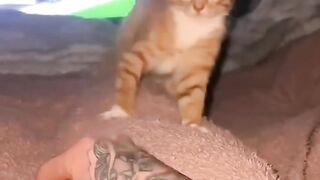 Funny cats  moments????