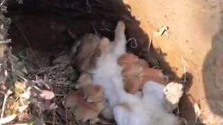 Mom rabbit  breastfeeding  her kid
