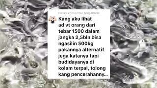 Tebar bibit 1500 ekor, jadi 500kg lele konsumsi ???? apa iya❗