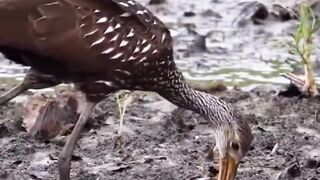 Heron eating