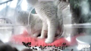 ????: Hi! Are you there? Is this food for us?