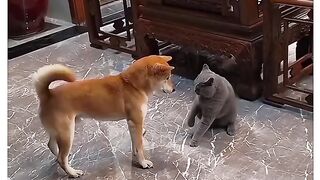 Cats And Dog ???? Funny