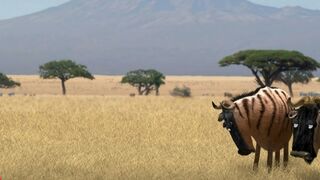 Savana