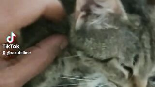 قطتي