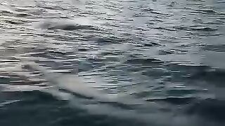 "In the rainy season of Haor, A gentle breeze, The intoxicating light of dawn"