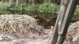 Biawak pelukan