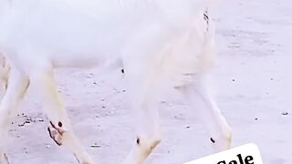 Beautiful white goat for sale