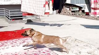 Power Horse Dog