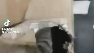 Funny animals video 03